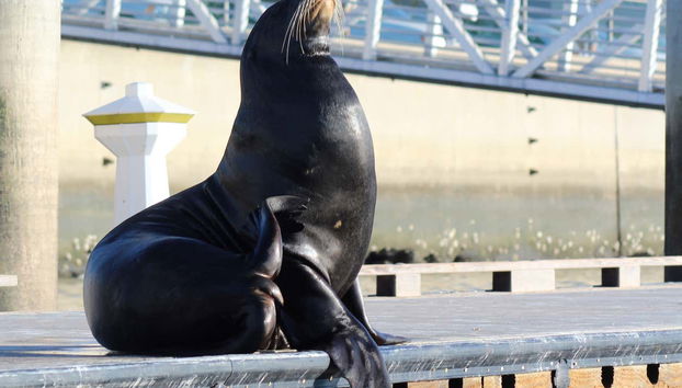 Des otaries à la Marina del Rey