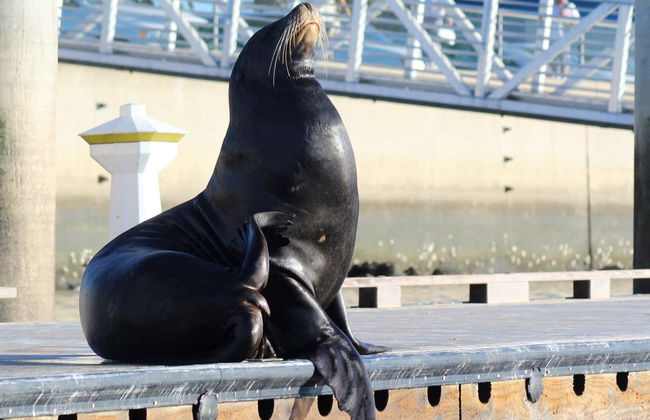 Kayak con leones marinos en Marina del Rey - Foto 4