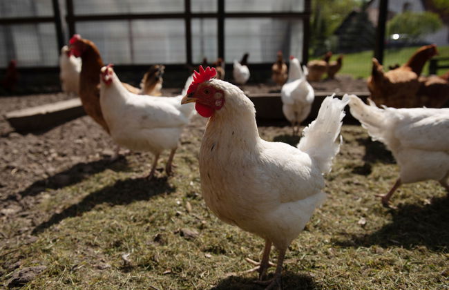 Osada Ulnowo - Foto 41