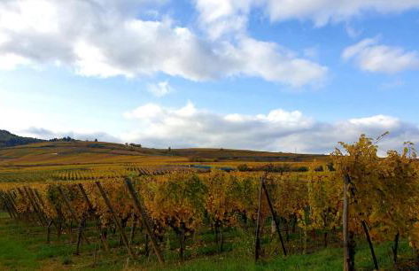 GITE LA HOUBLONNIÈRE STANDING et CONFORT à COLMAR - Foto 26