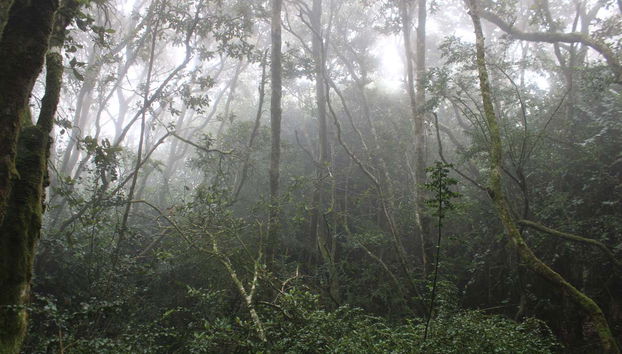Bosque valdiviano de Fray Jorge