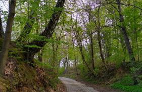 Green Ravine - Foto 18