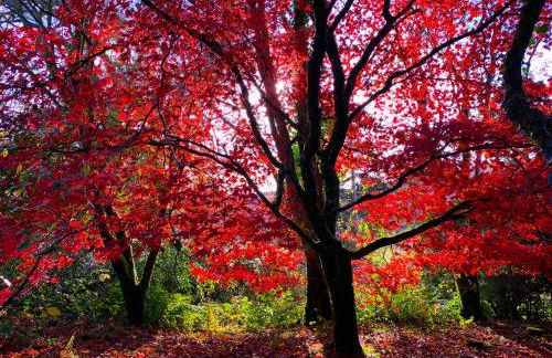 Corrie Apartment, Kinlochlaich House - Foto 25