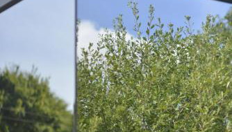 Mirror Houses Pound Farm - Meadow OOD - Foto 5