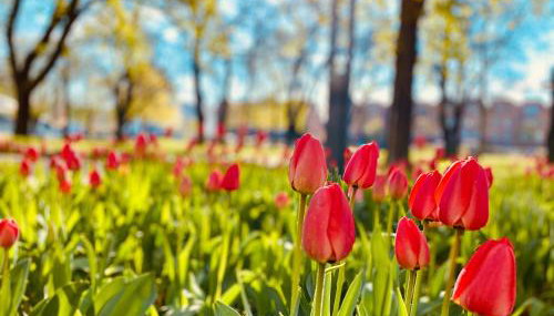 Schöne Aussichten mitten in Berlin - il sole - Foto 5