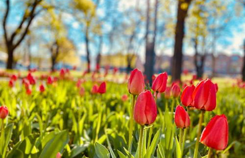 Schöne Aussichten mitten in Berlin - il sole - Photo 5