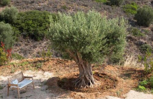 Apia Villas - Foto 67