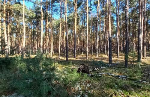 Jeziorskie Zacisze & balia - Foto 24