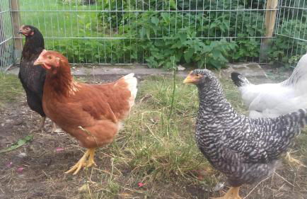 Fewo Alte Post, Apartment Rosenrot - Foto 26