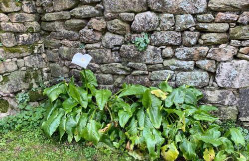Maison près de la Pointe du Raz - Foto 37