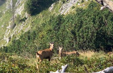 Liesl & Sepp - Photo 21