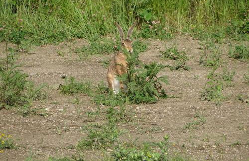 Feriendomizil am Störmthaler See, Lagovida, Leipziger Neuseenland, Großpösna, Privatstrand - Foto 62