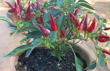 Ananda Multiverse Evolve 15' from the Botanical Garden - Foto 26