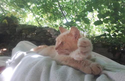 Eco-gîte La Clé des Champs - Foto 18