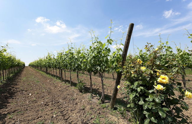 Modern Holiday Home With Pool - Foto 12