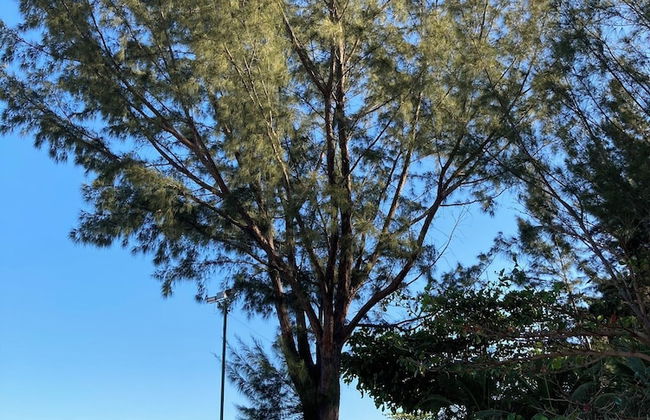 Reserva do Sahy, Condado - Foto 28