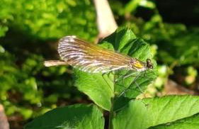 Eido da Consaca - Foto 39