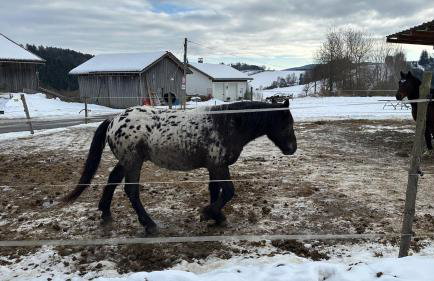 Villa Barka - Foto 61