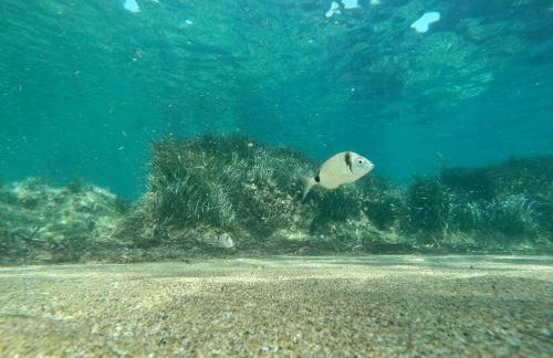 Berenice - Isola D'Elba Apartments - Foto 24