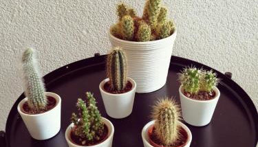 Ferienwohnung Südschwarzwald - Foto 5