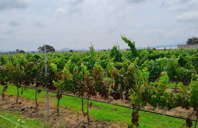 Dégustation de vin à la cave Freixenet + Dégustation de fromage à la cave Bocanegra - Photo 3