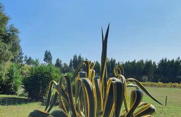 Quinta Flores - Foto 25