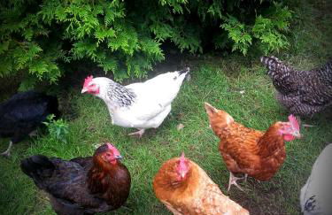 Ferienwohnung Höfler - Foto 32