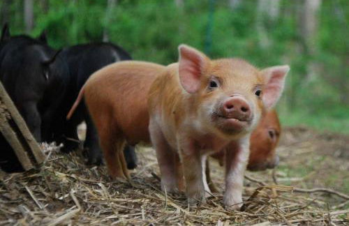 DO NOT Book property sold requested removal multiple times without luck Shenandoah NP Old Rag and White Oak Canyon - Foto 24