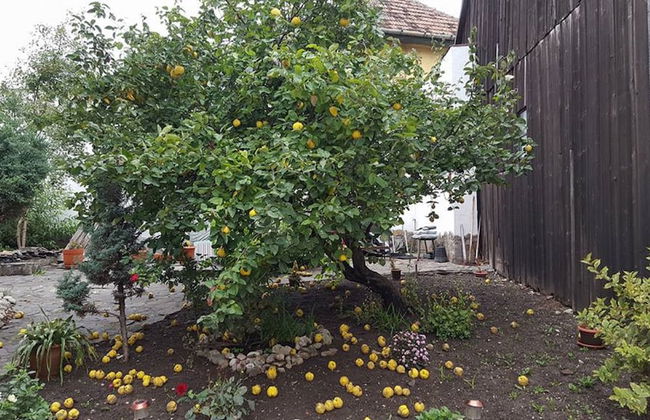 Villa Cristiani - Foto 31