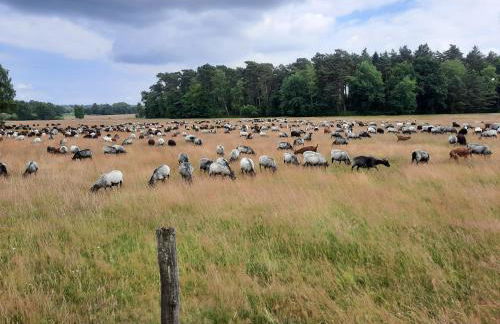 Dammann's Hof - Foto 31