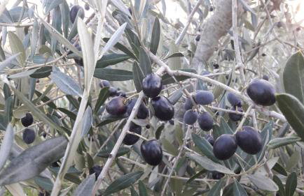 Azienda Agrituristica Il Poggetto Delle Spighe - Photo 16