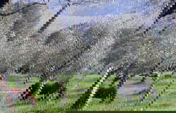 Tenuta La Bandita - Photo 44