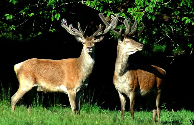 Madams Hill House Killarney - Foto 18