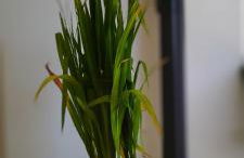 Mas en Provence - Photo 47