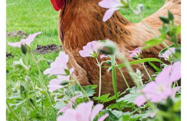 Ferienwohnung - De Deelstuuv - Foto 20