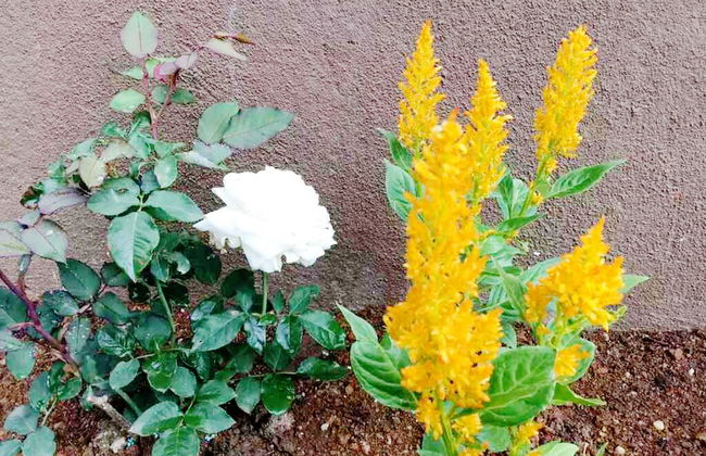 Kingsford Residences - Foto 27