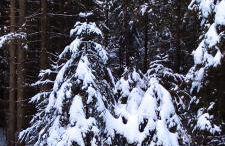 Ferienwohnung "Hirschlein" im Schwarzwald - Foto 57