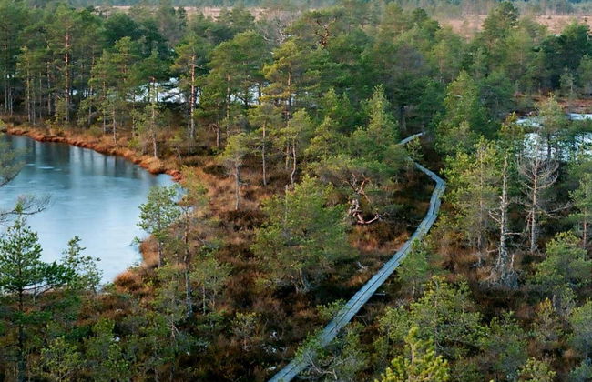 Tallinn Snowshoe Hiking Tour - Foto 5