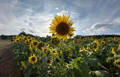 Gite La Terrasse - Private pool - Foto 22
