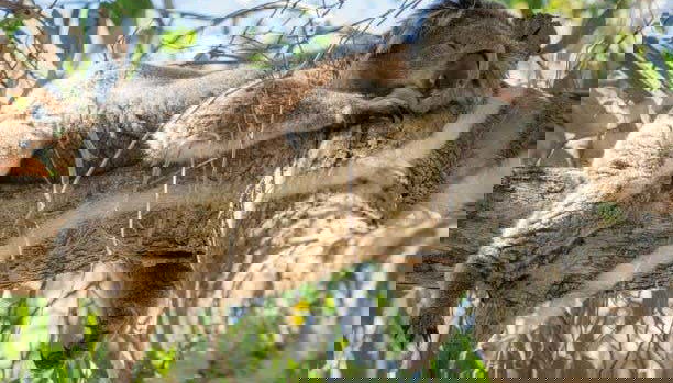 Private Tour from Melbourne - Photo 2