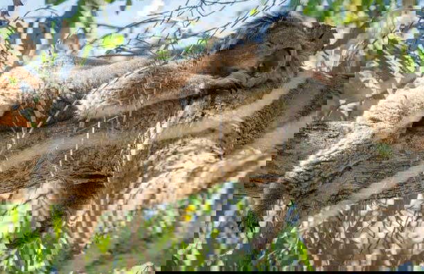 Private Tour from Melbourne - Photo 2