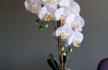 O Cantinho do Colégio - Dourocollege - Foto 24