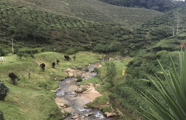 Misty Forest II - 9 Pax Next To Night Market - Foto 49