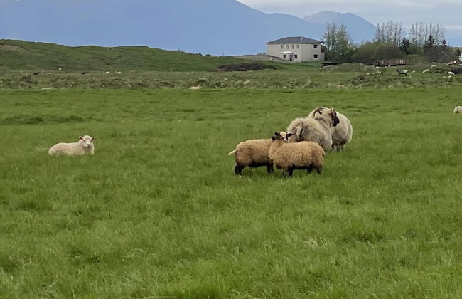 Álftártunga farm guesthouse - Foto 63