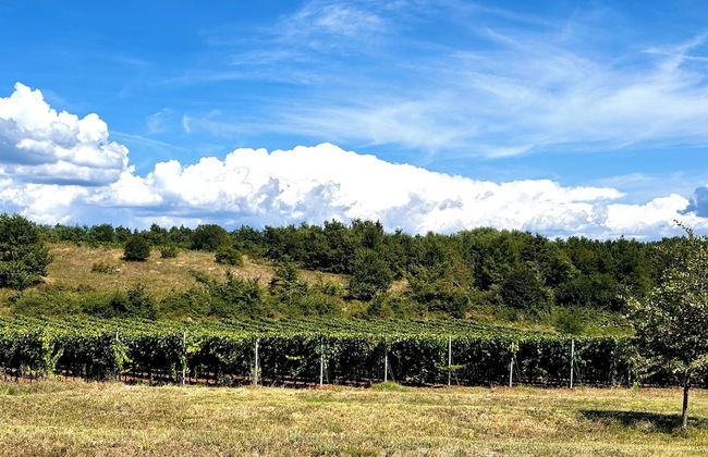 Casa Robinson Nature Wifi Istria Croazia - Foto 14