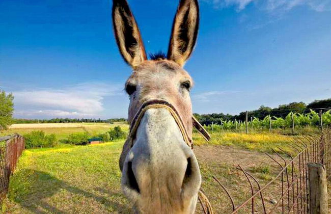 Comfortable Cottages in Loro Ciuffenna - Foto 80