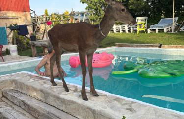 Cabañas Buenache - Foto 8