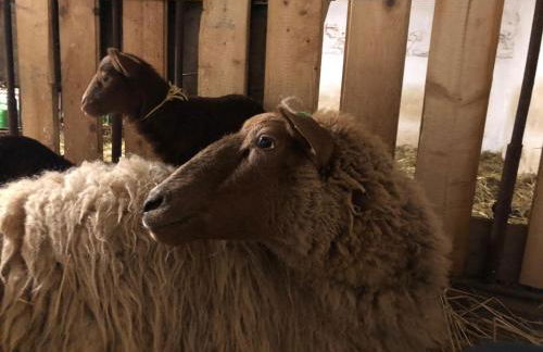 Das Falken Nest - Foto 9