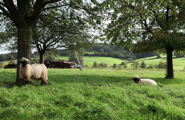 Holiday Home in Epen With Garden & BBQ - Foto 33