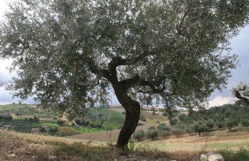 Agriturismo Cignale della Società Agricola Cignale srl - Photo 52